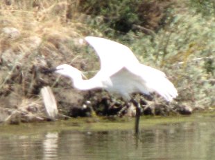 aigrette garzette
